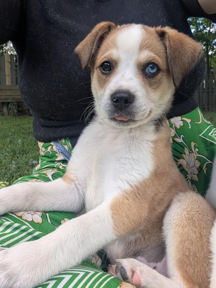 Enlarge Poncho, a Adoptable mixed breed in Columbus, OH image 4/6