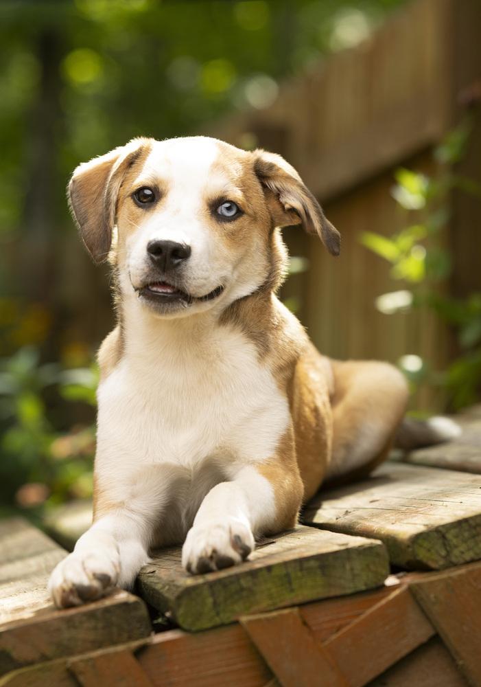 Enlarge Poncho, a Adoptable mixed breed in Columbus, OH image 4/6