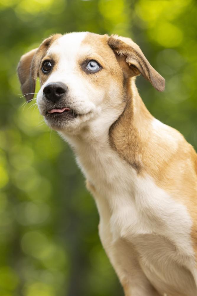 Enlarge Poncho, a Adoptable mixed breed in Columbus, OH image 5/6