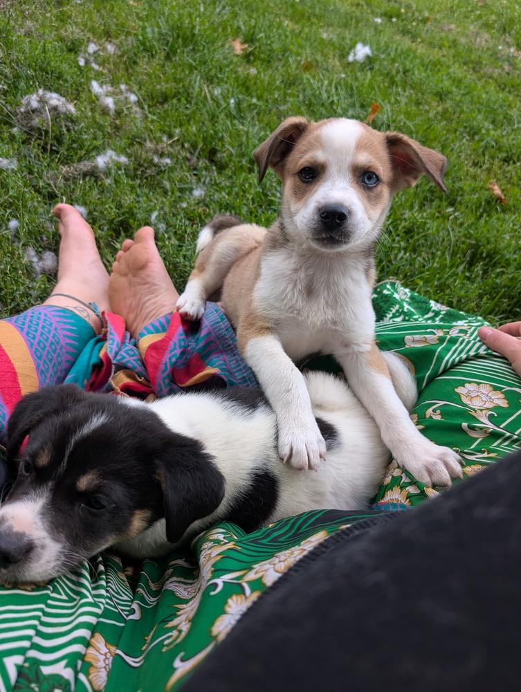 Enlarge Poncho, a Adoptable mixed breed in Columbus, OH image 6/6