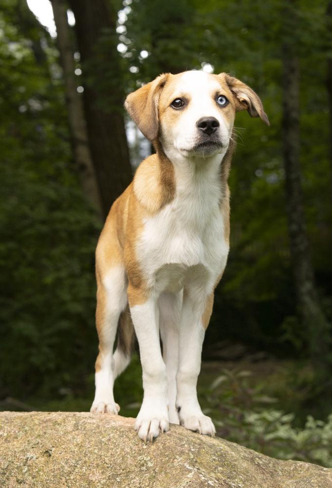 Enlarge Poncho, a Adoptable mixed breed in Columbus, OH image 6/6