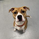 Ham Sammich thumbnail 3