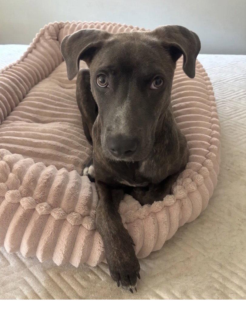 Benita, Adoptable, Young Female Weimaraner & American Staffordshire Terrier.
