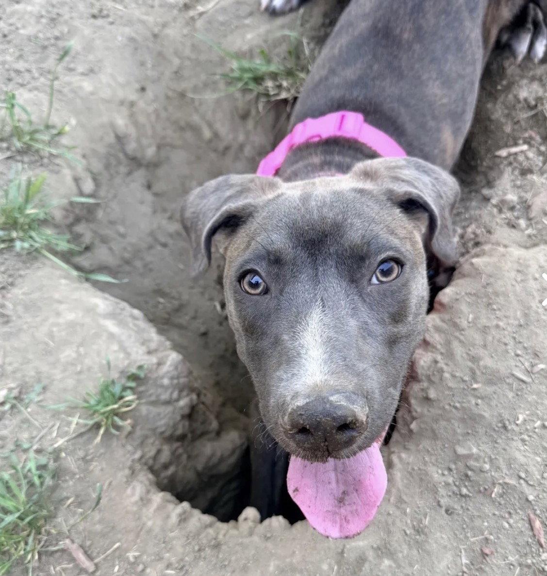 Benita, a Adoptable mixed breed in San Juan Capistrano, CA image 2/3