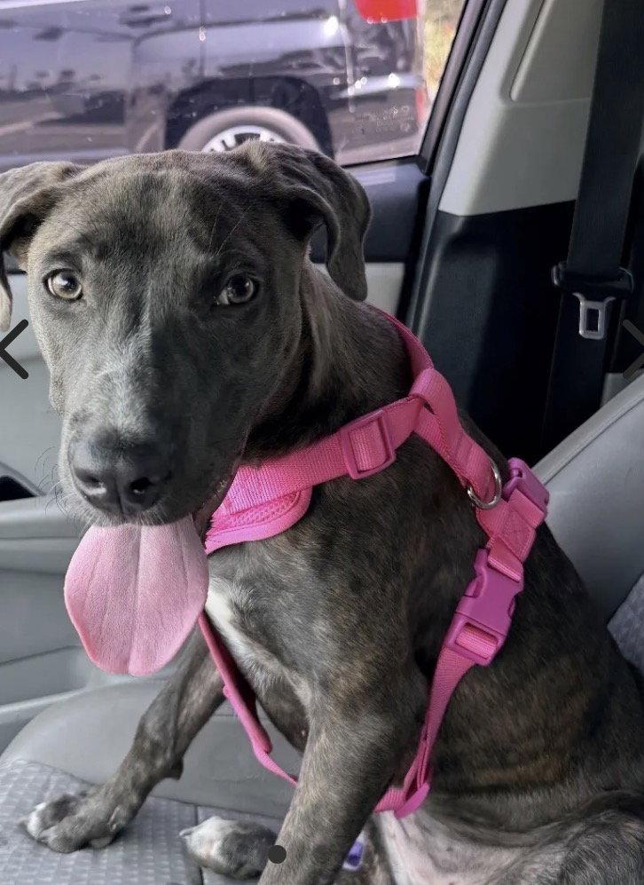 Benita, a Adoptable mixed breed in San Juan Capistrano, CA image 3/3