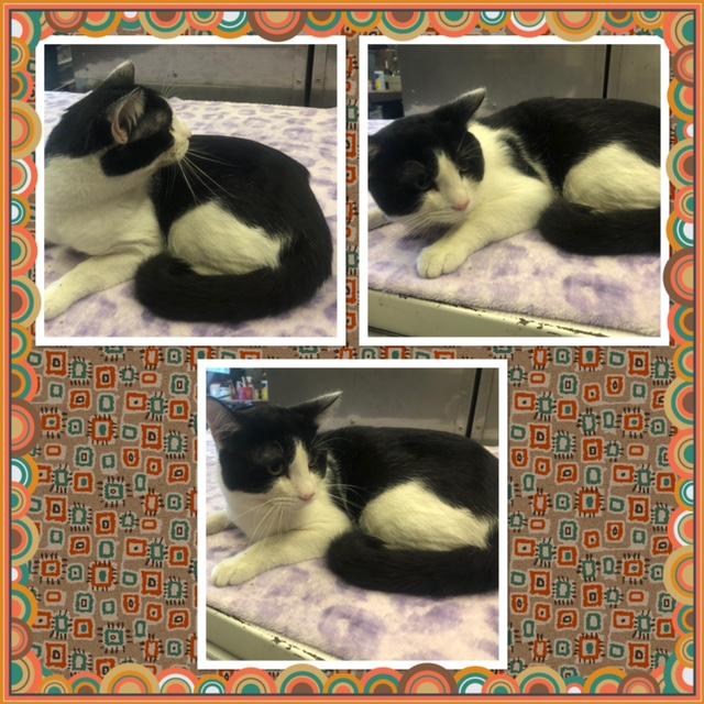 Enlarge HEI, a ADOPTABLE Domestic Short Hair in Buckhannon, WV image 1/1