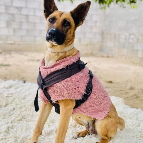 Lulu photo 4
