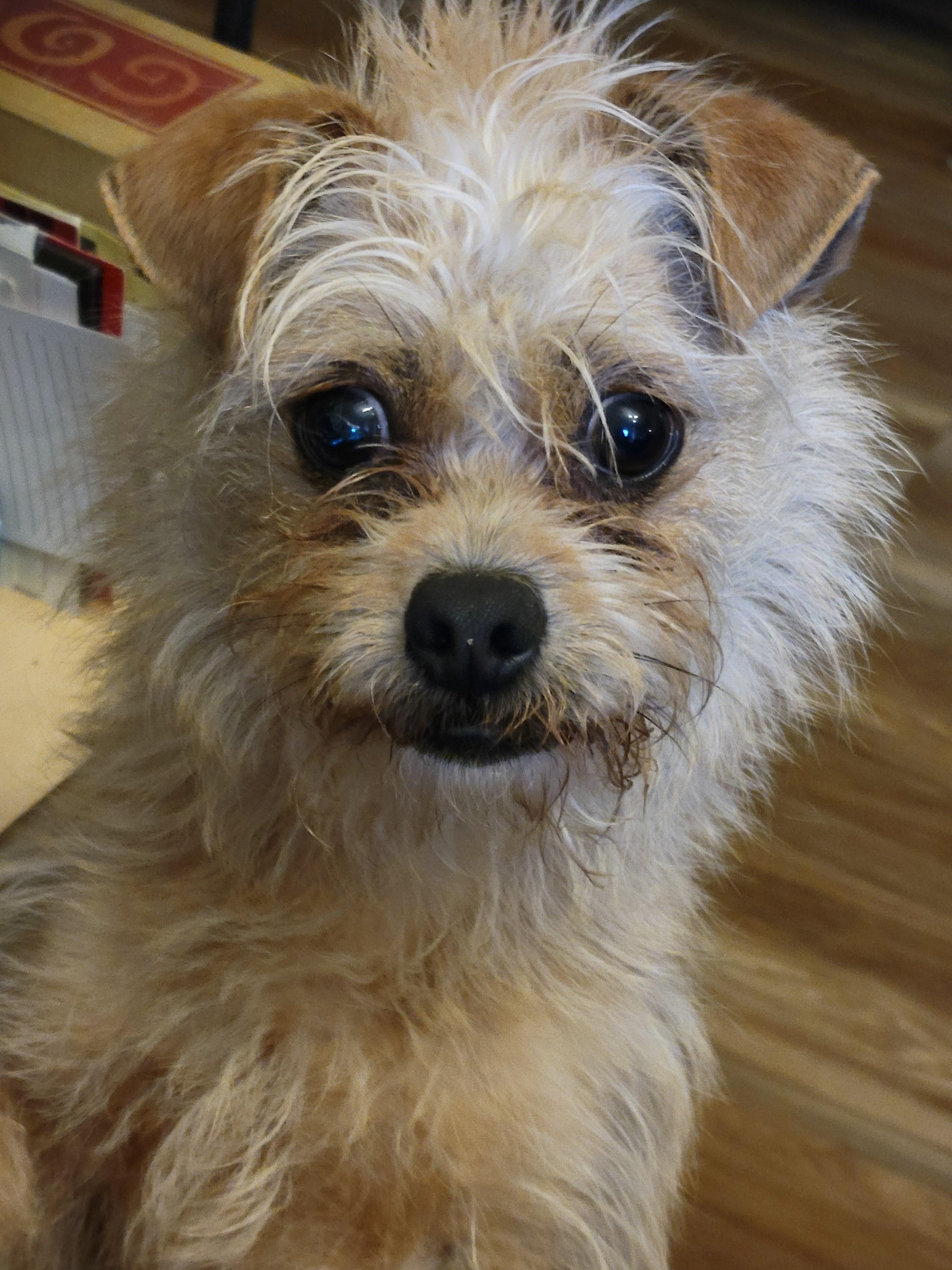 Enlarge Peluche, a ADOPTABLE mixed breed in Rocky Mount, NC image 2/2