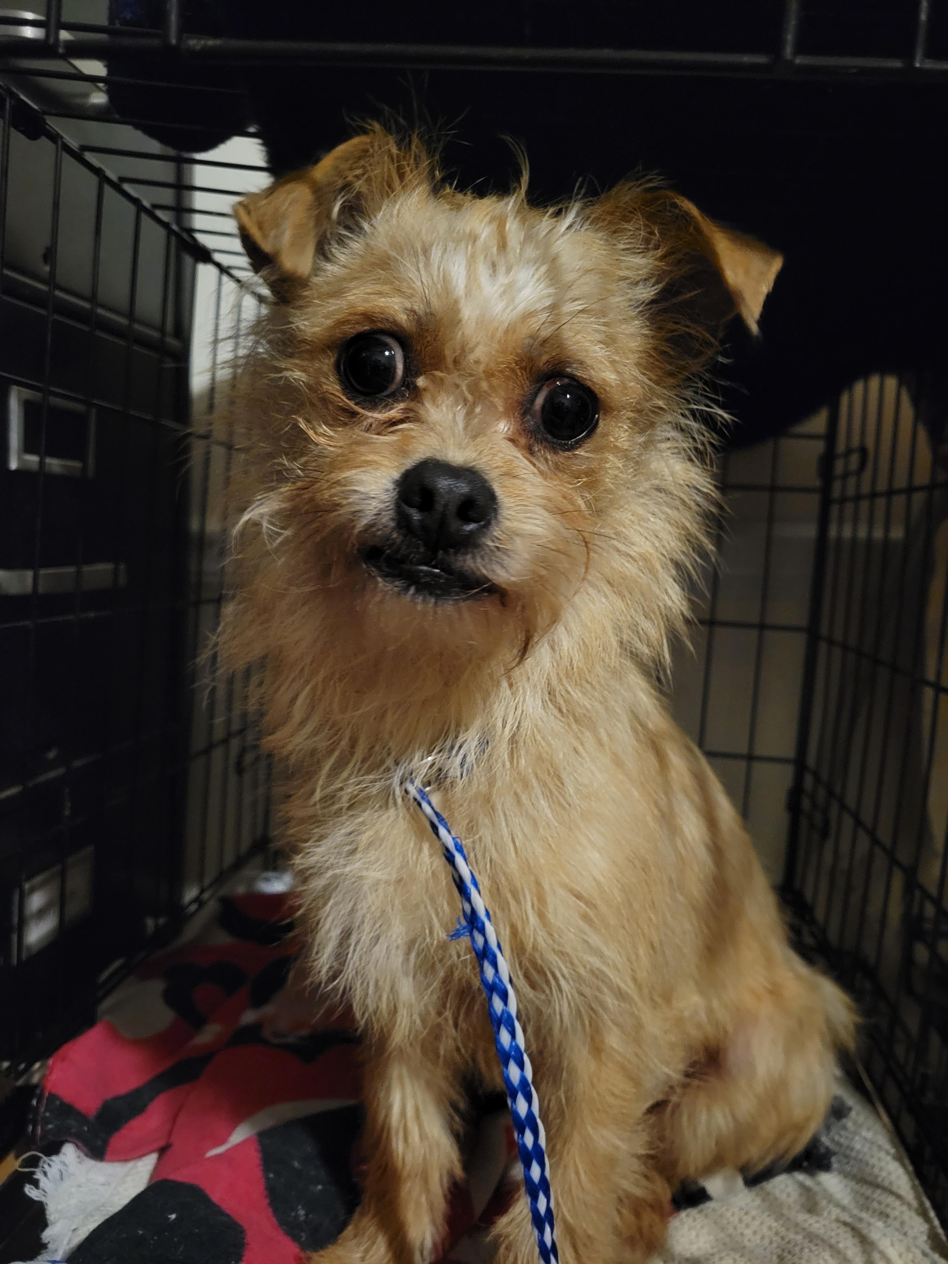 Peluche, ADOPTABLE, Puppy Male Chihuahua & Yorkshire Terrier.