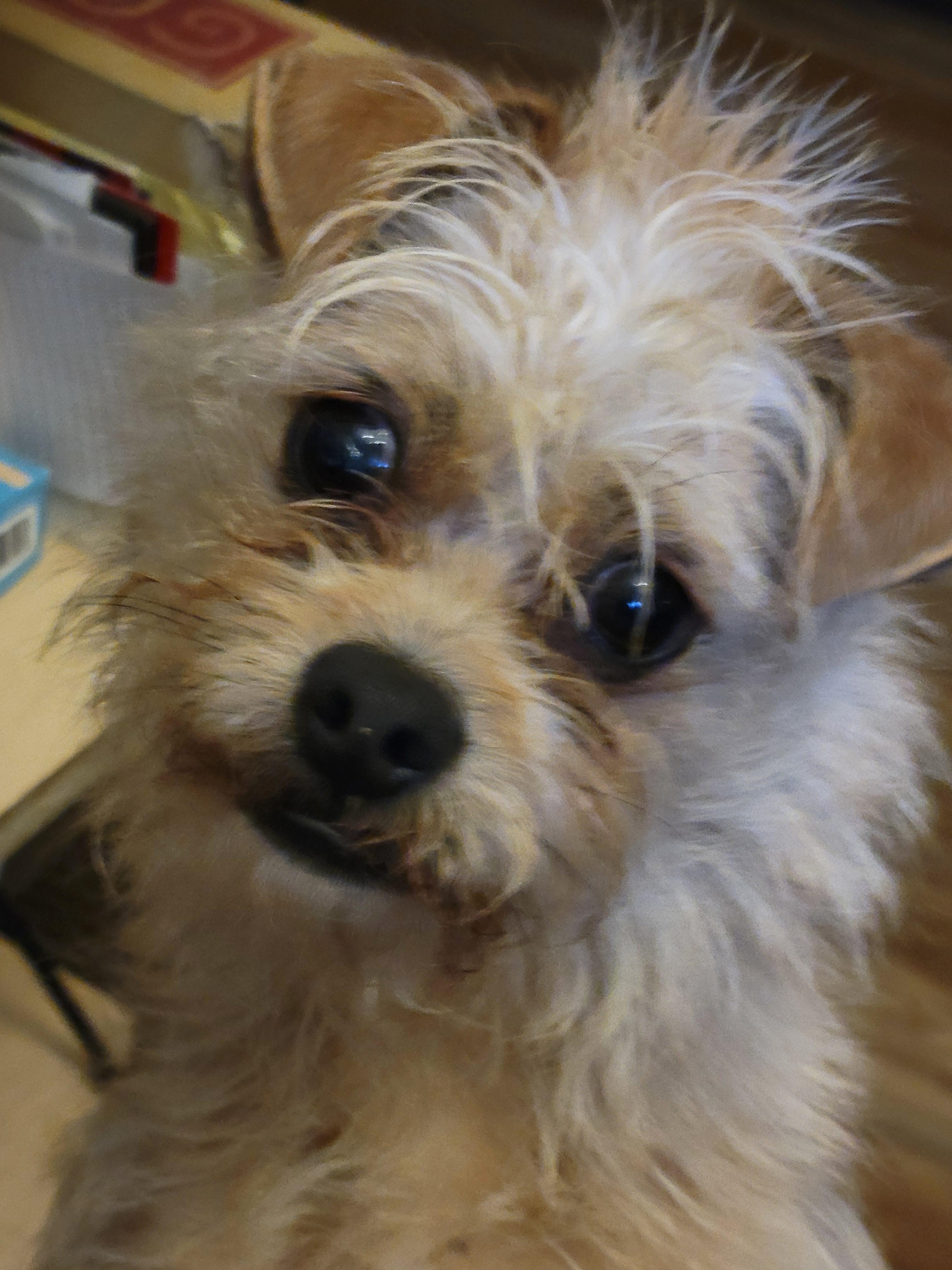 Peluche, ADOPTABLE, Puppy Male Chihuahua & Yorkshire Terrier.