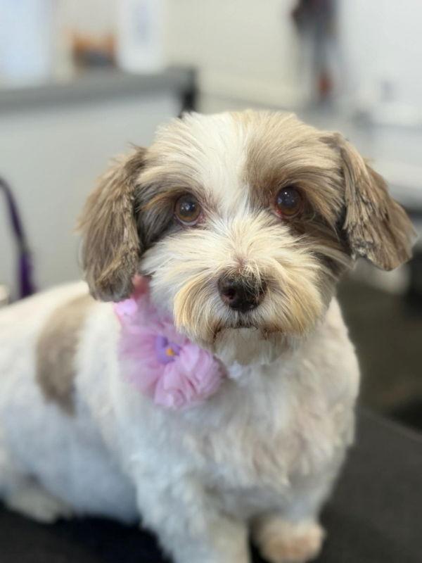 Enlarge Macie, a Adopted mixed breed in San Francisco, CA image 1/3