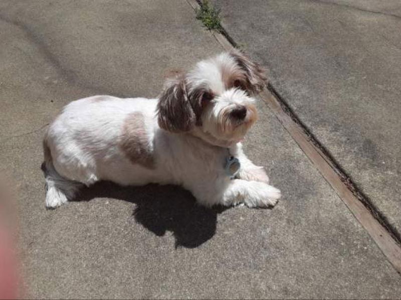 Enlarge Macie, a Adopted mixed breed in San Francisco, CA image 2/3