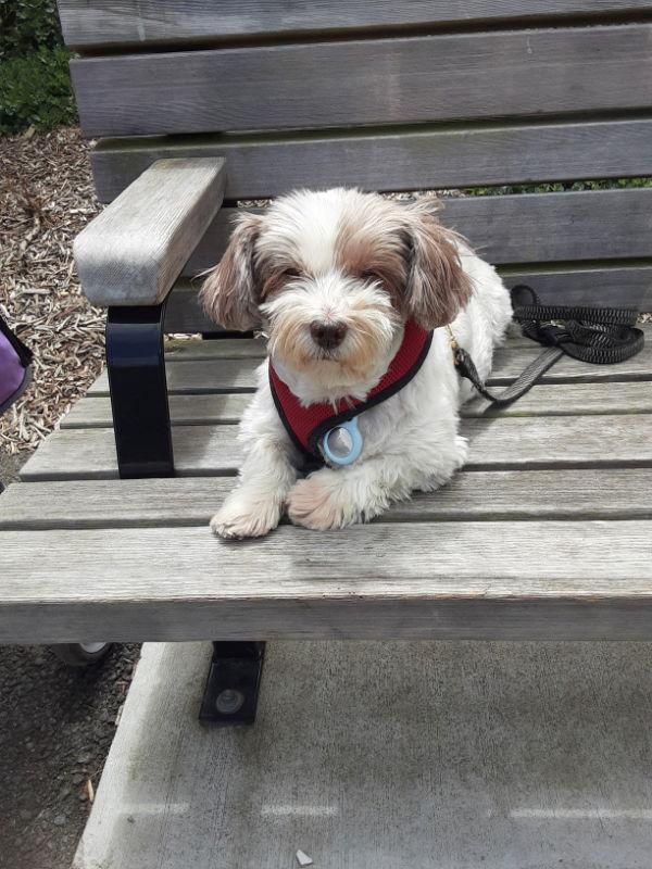 Enlarge Macie, a Adopted mixed breed in San Francisco, CA image 3/3