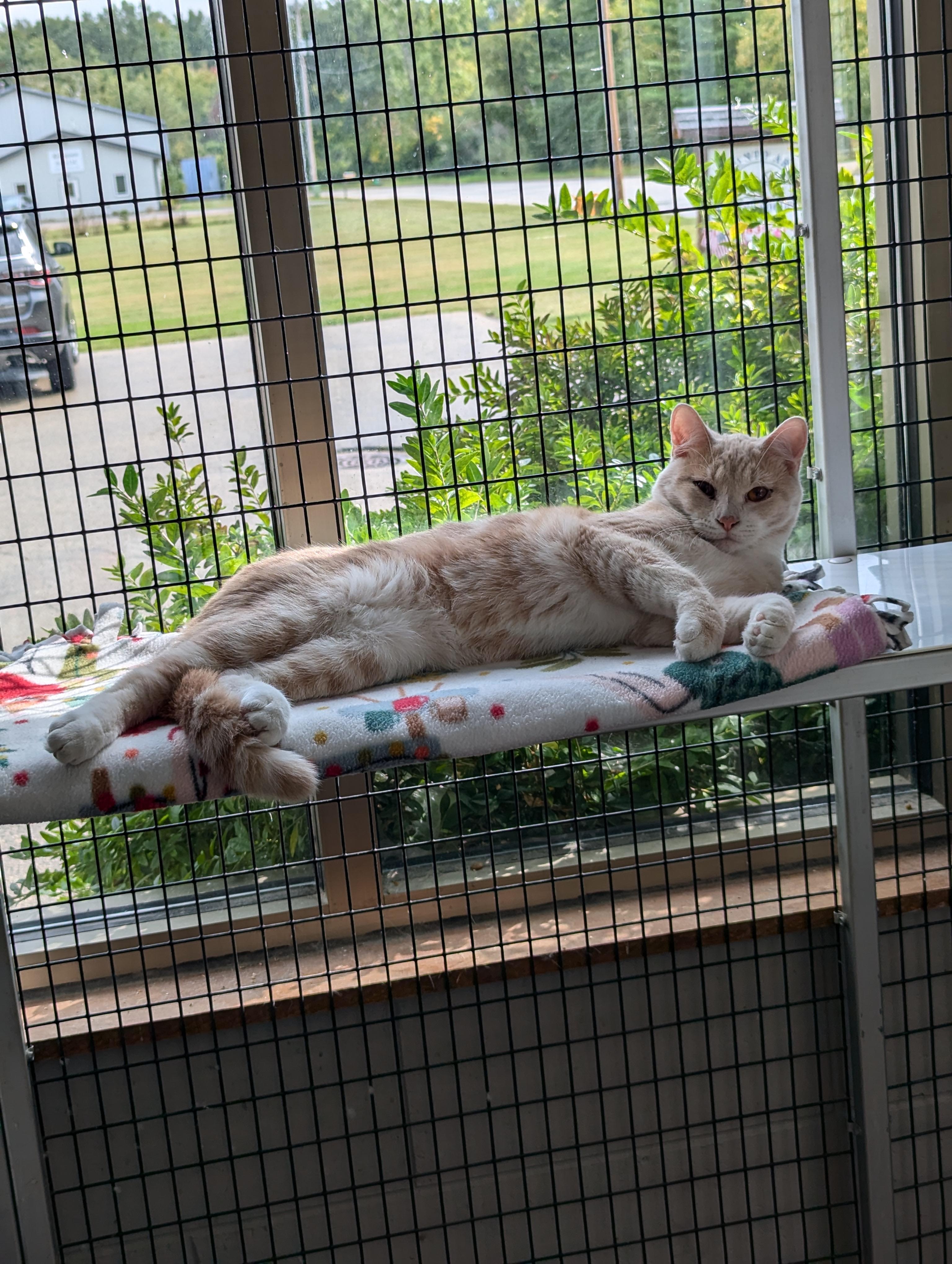 Cabin, an adoptable Domestic Short Hair in Oconto, WI, 54153 | Photo Image 3