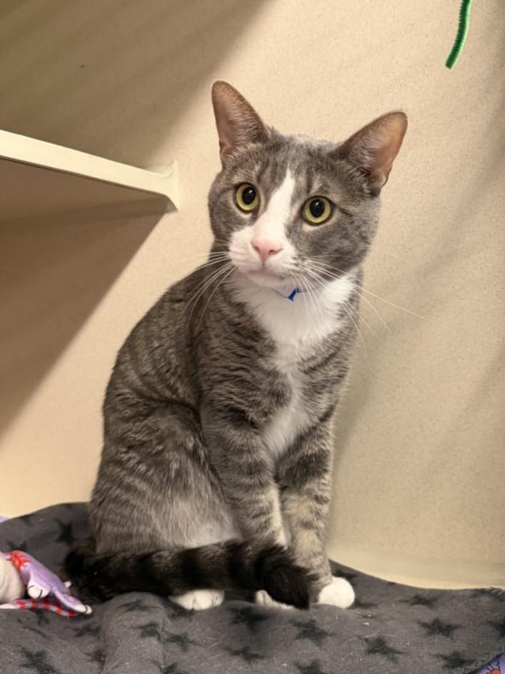 TOMICHI, Adoptable, Adult Male Domestic Short Hair.