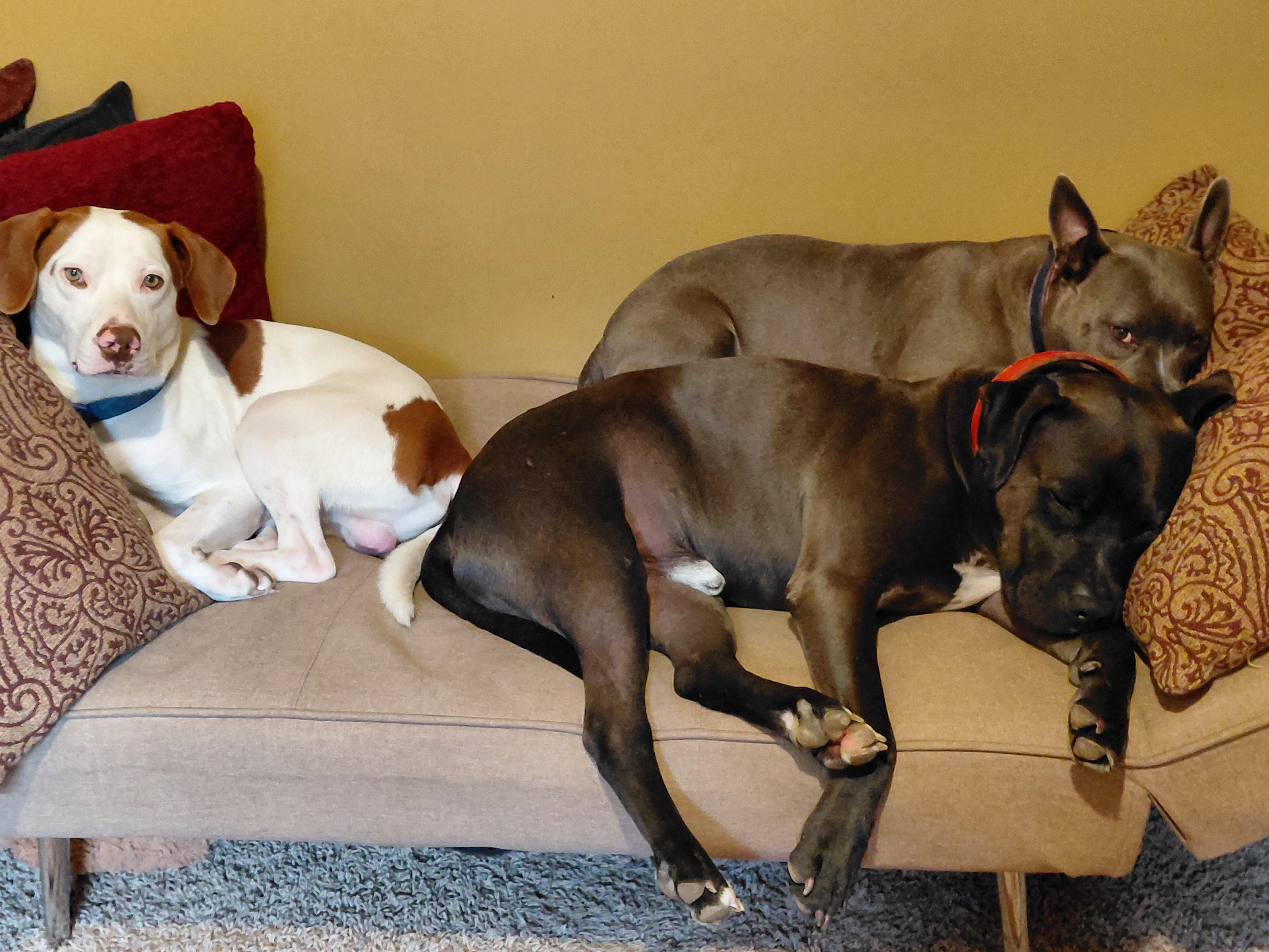 Puppers, a Adoptable mixed breed in Gainesboro, TN image 4/5