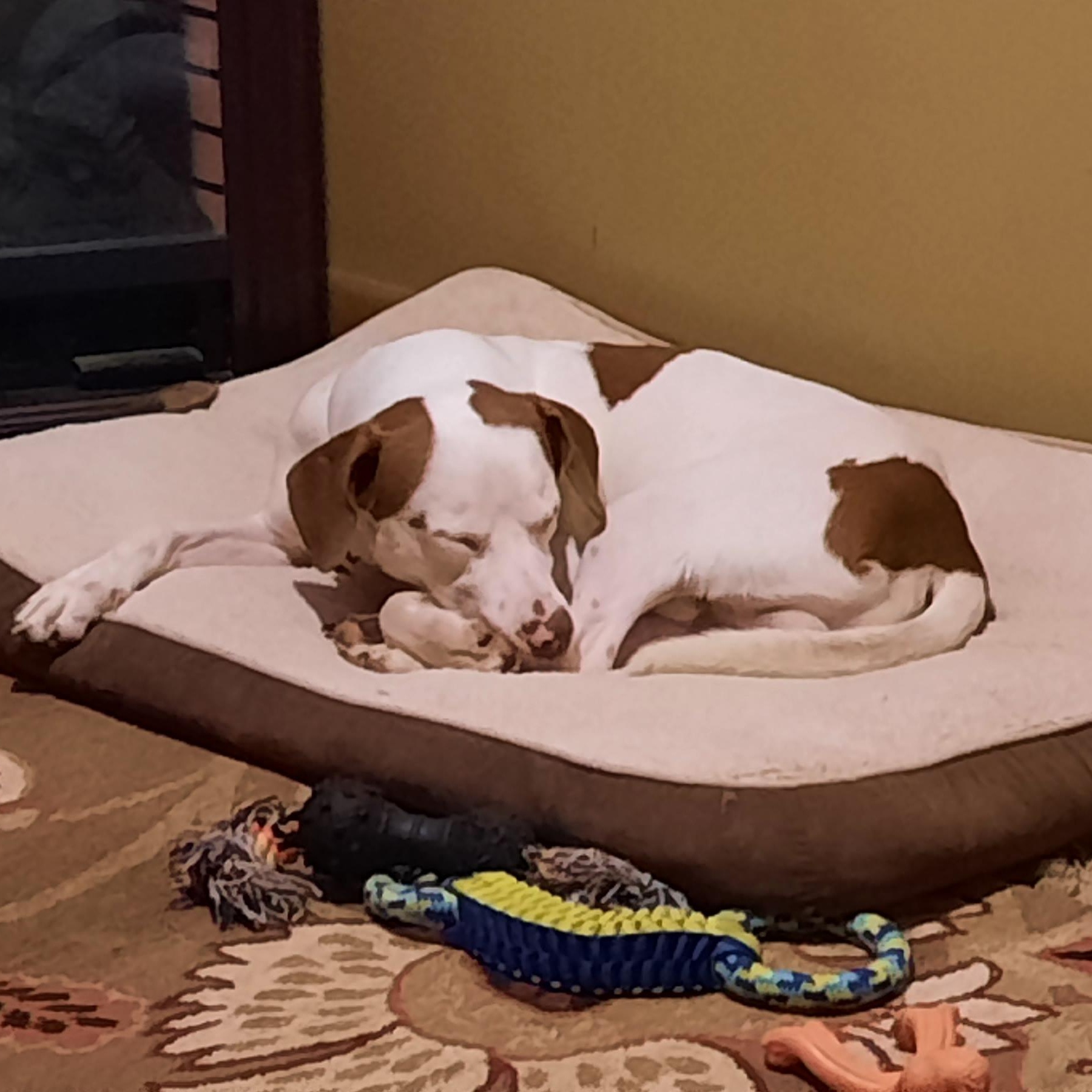 Puppers, a Adoptable mixed breed in Gainesboro, TN image 5/5