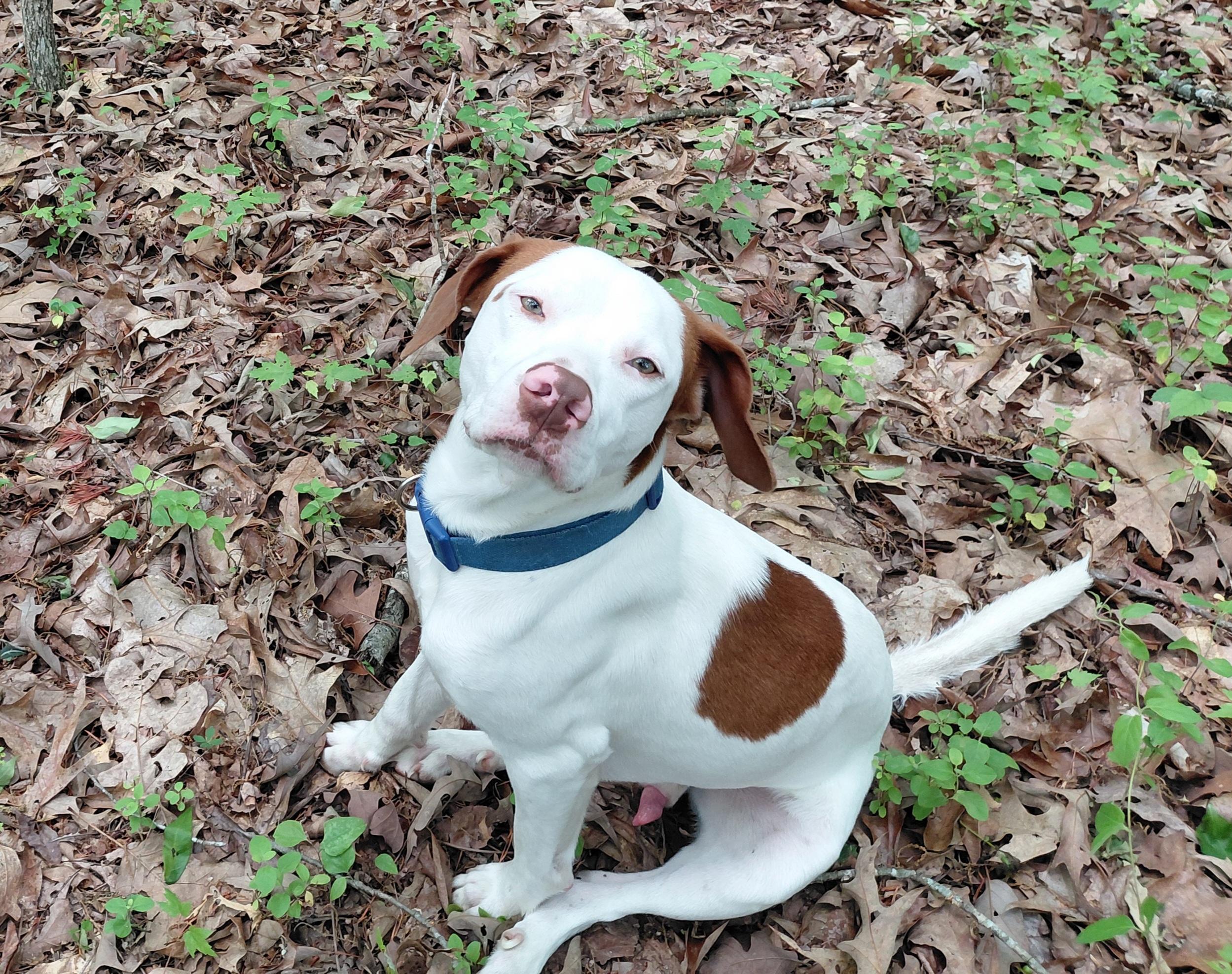 Puppers, a Adoptable mixed breed in Gainesboro, TN image 2/5