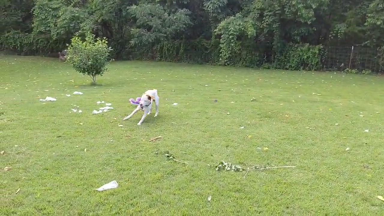 Enlarge Puppers, a Adoptable mixed breed in Gainesboro, TN video 3/5