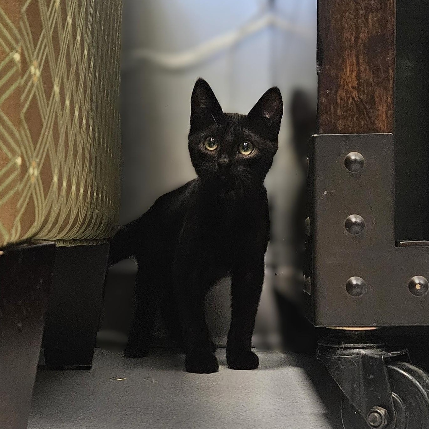 Enlarge Fozzie, a ADOPTABLE Domestic Short Hair in Endicott, NY image 4/4