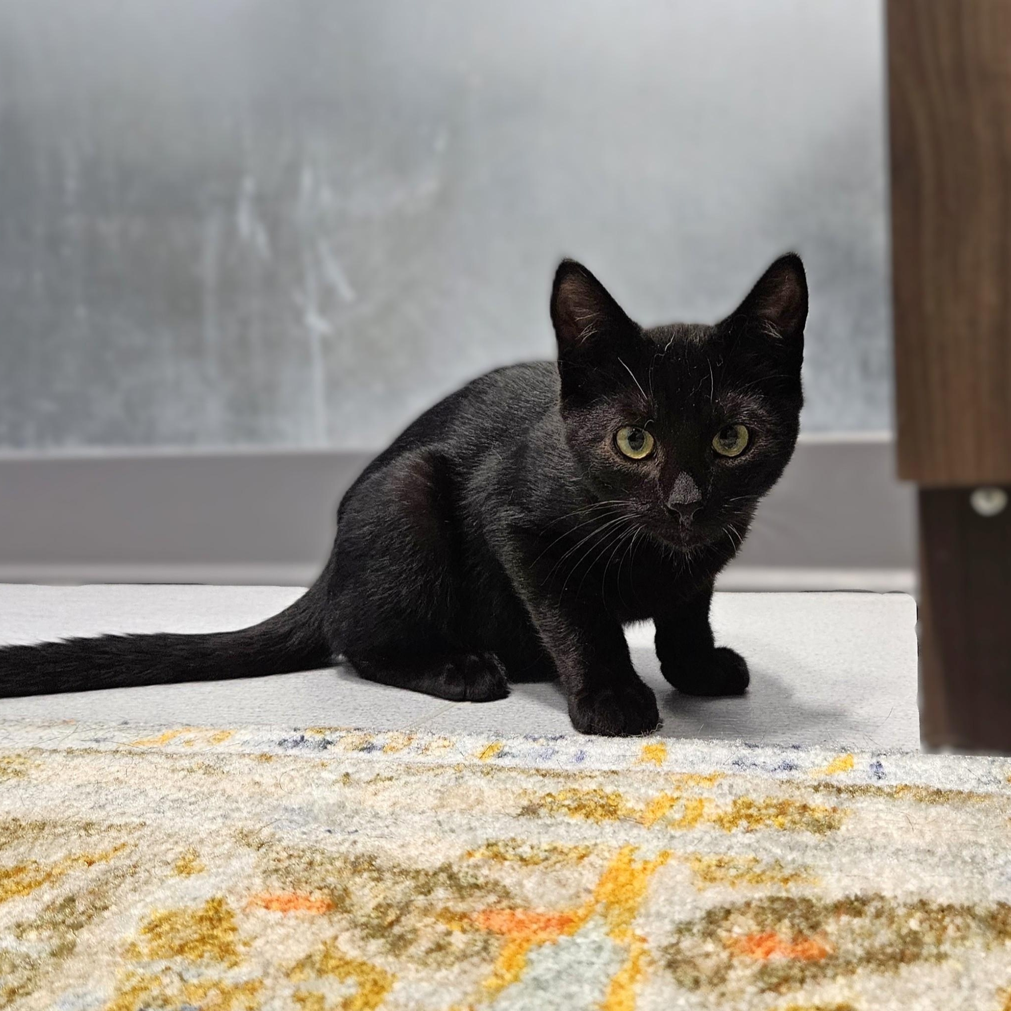 Enlarge Fozzie, a ADOPTABLE Domestic Short Hair in Endicott, NY image 3/4