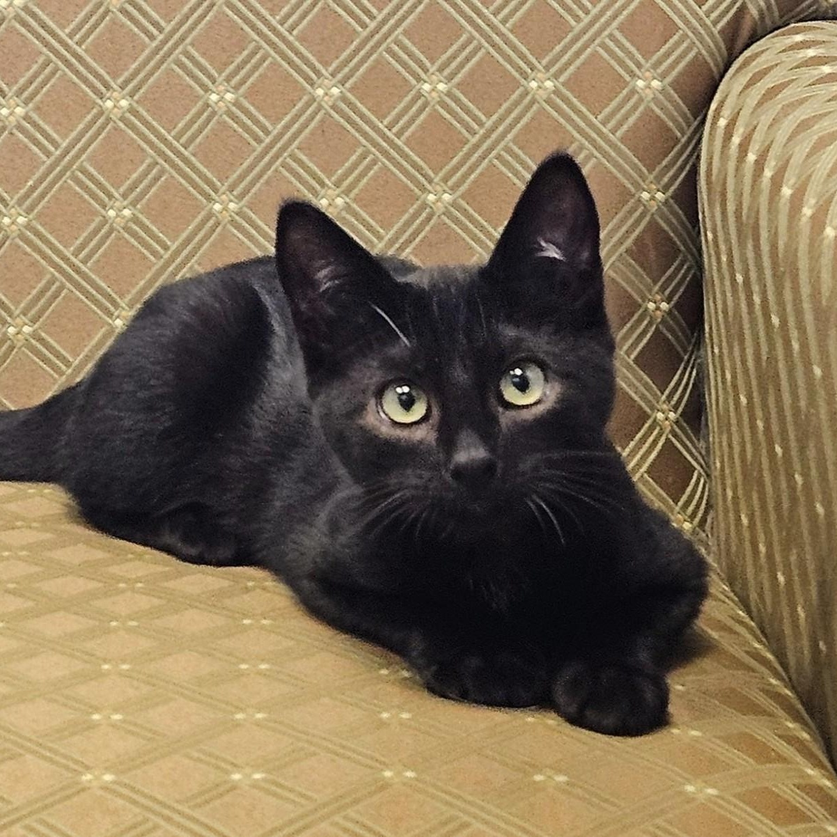 Enlarge Fozzie, a ADOPTABLE Domestic Short Hair in Endicott, NY image 1/4