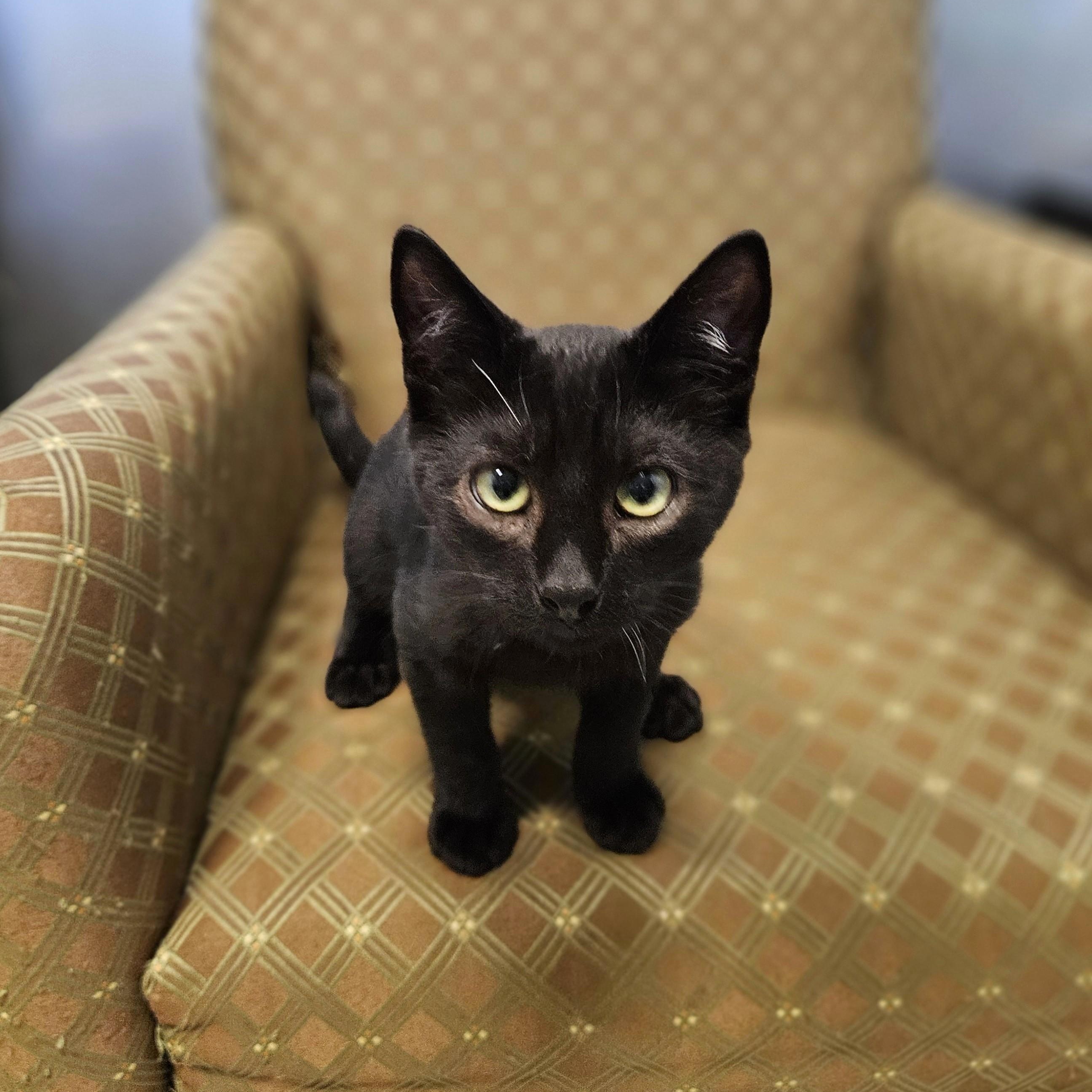 Enlarge Fozzie, a ADOPTABLE Domestic Short Hair in Endicott, NY image 2/4