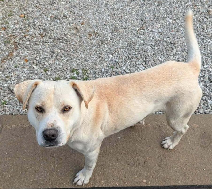 Enlarge Guiness, a Adoptable mixed breed in Republic, MO image 1/1