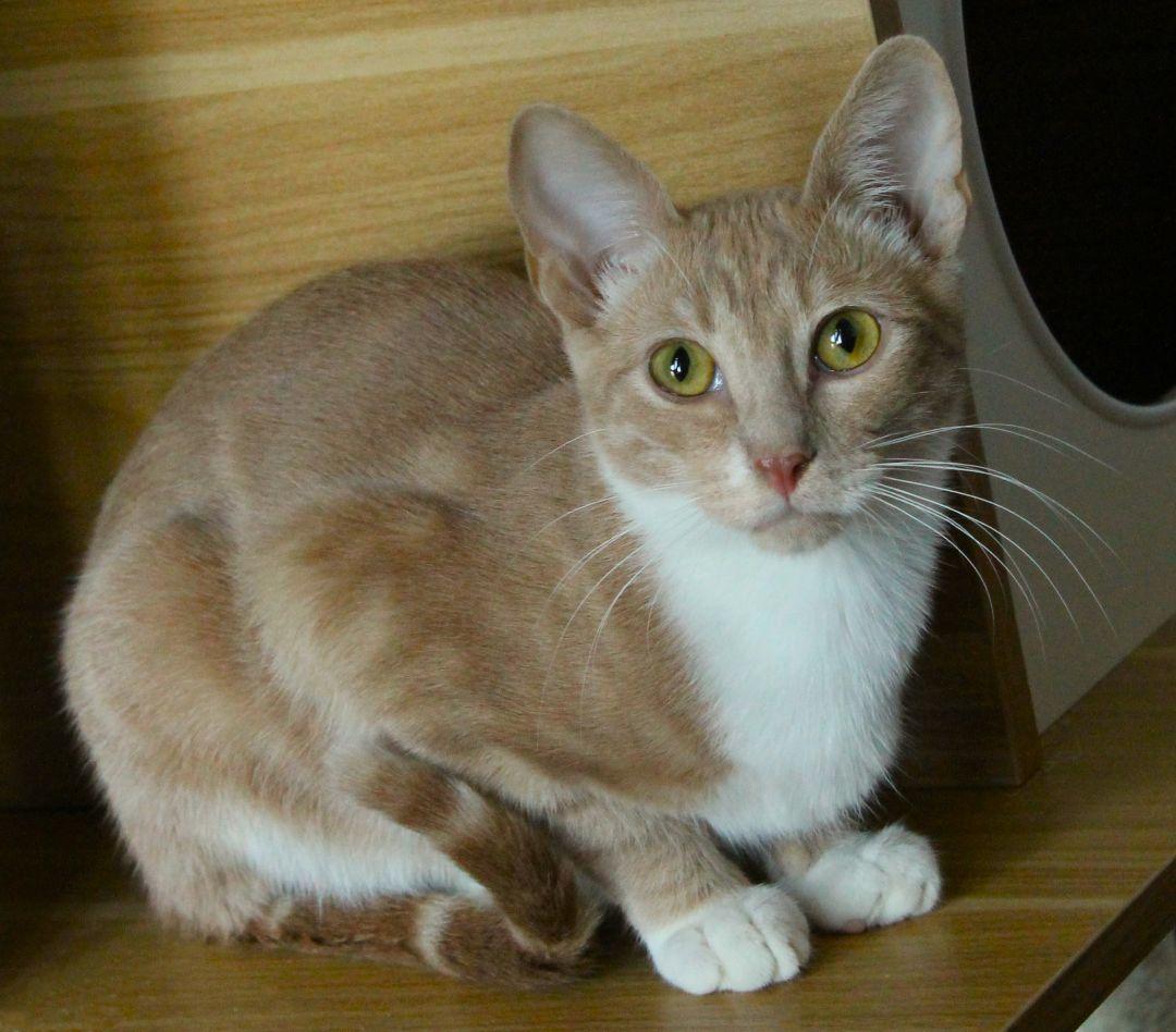 Jersey, Adoptable, Young Female Oriental Short Hair.