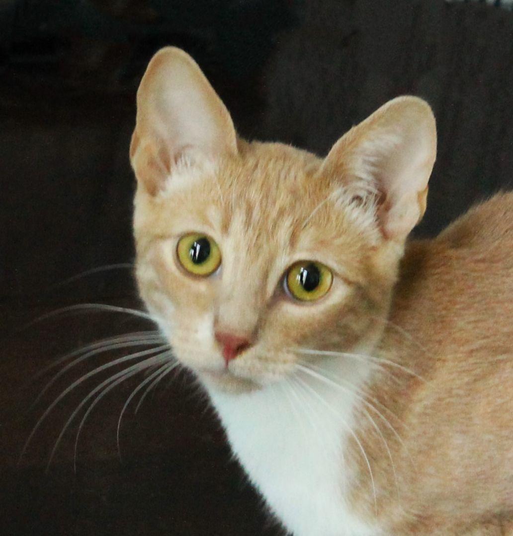 Enlarge Jersey, a Adoptable Oriental Short Hair in San Diego, CA image 2/3