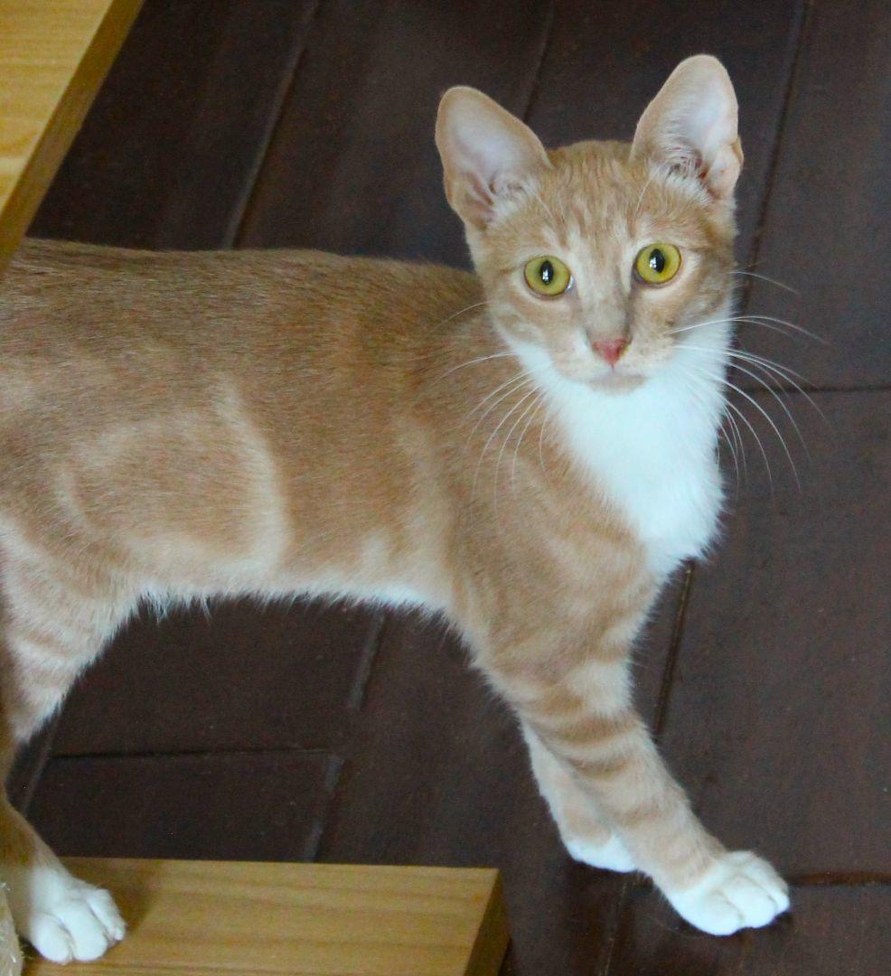 Jersey, Adoptable, Adult Female Oriental Short Hair.