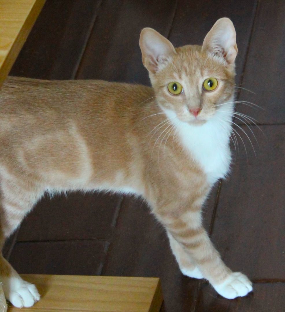 Enlarge Jersey, an adoptable mixed breed in San Diego, CA image 3/3