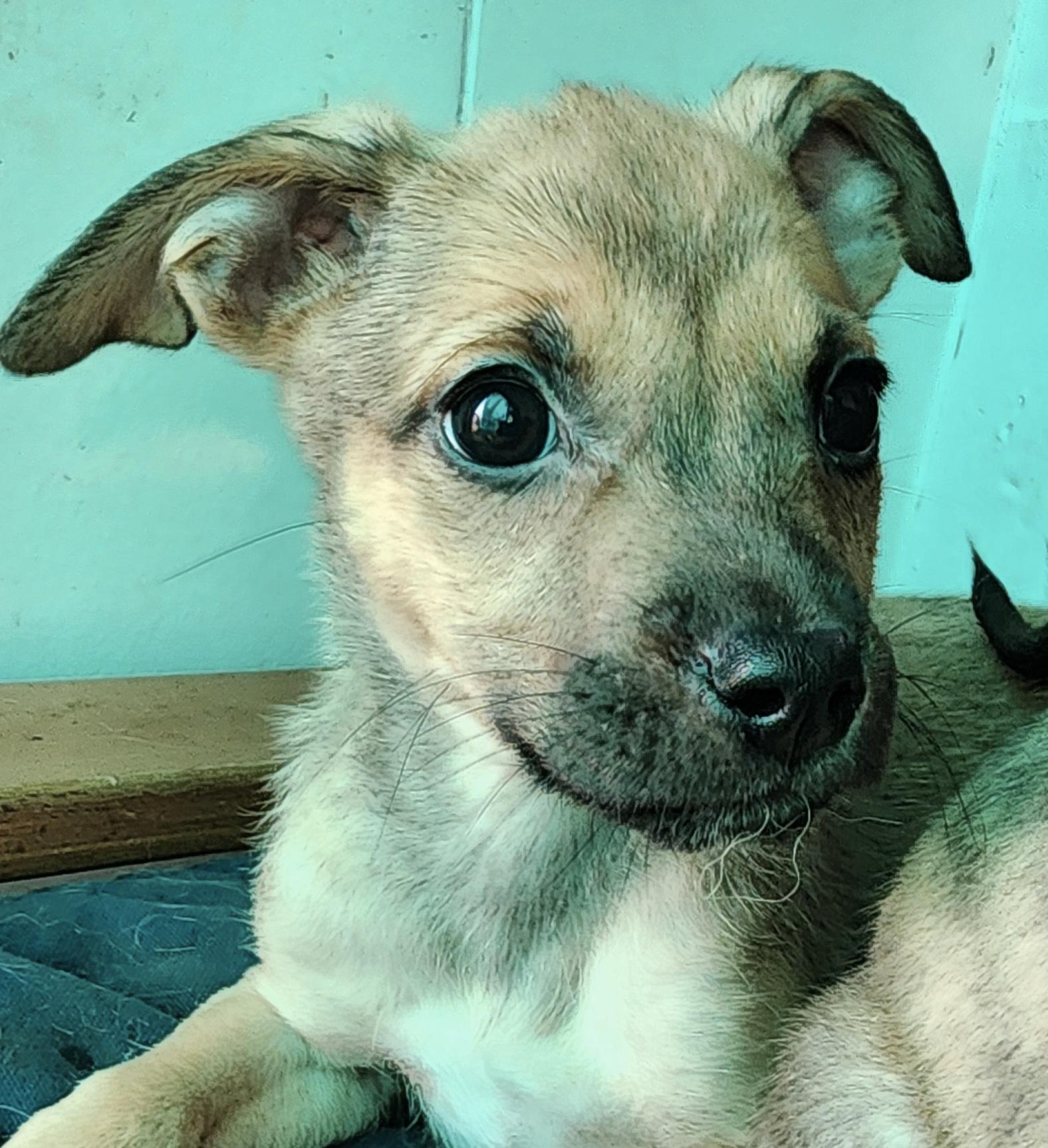 Stella, ADOPTABLE, Puppy Female Shepherd.