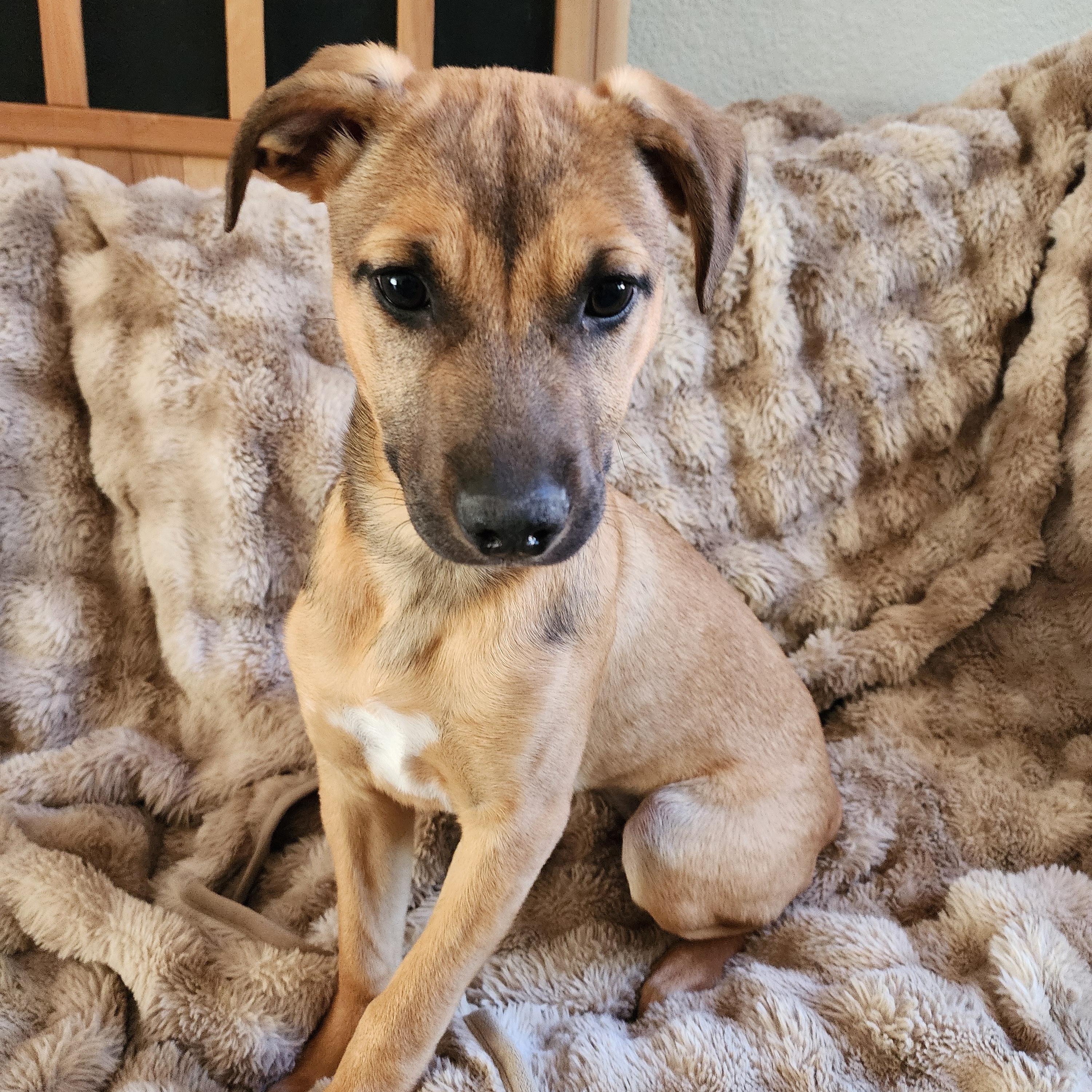 Stella, a ADOPTABLE mixed breed in Lafayette, CA image 1/4