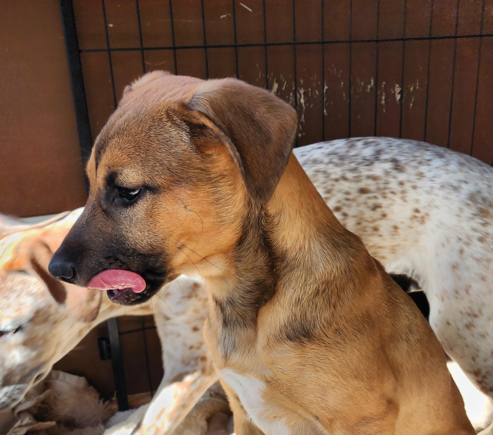 Stella, a ADOPTABLE mixed breed in Lafayette, CA image 4/4