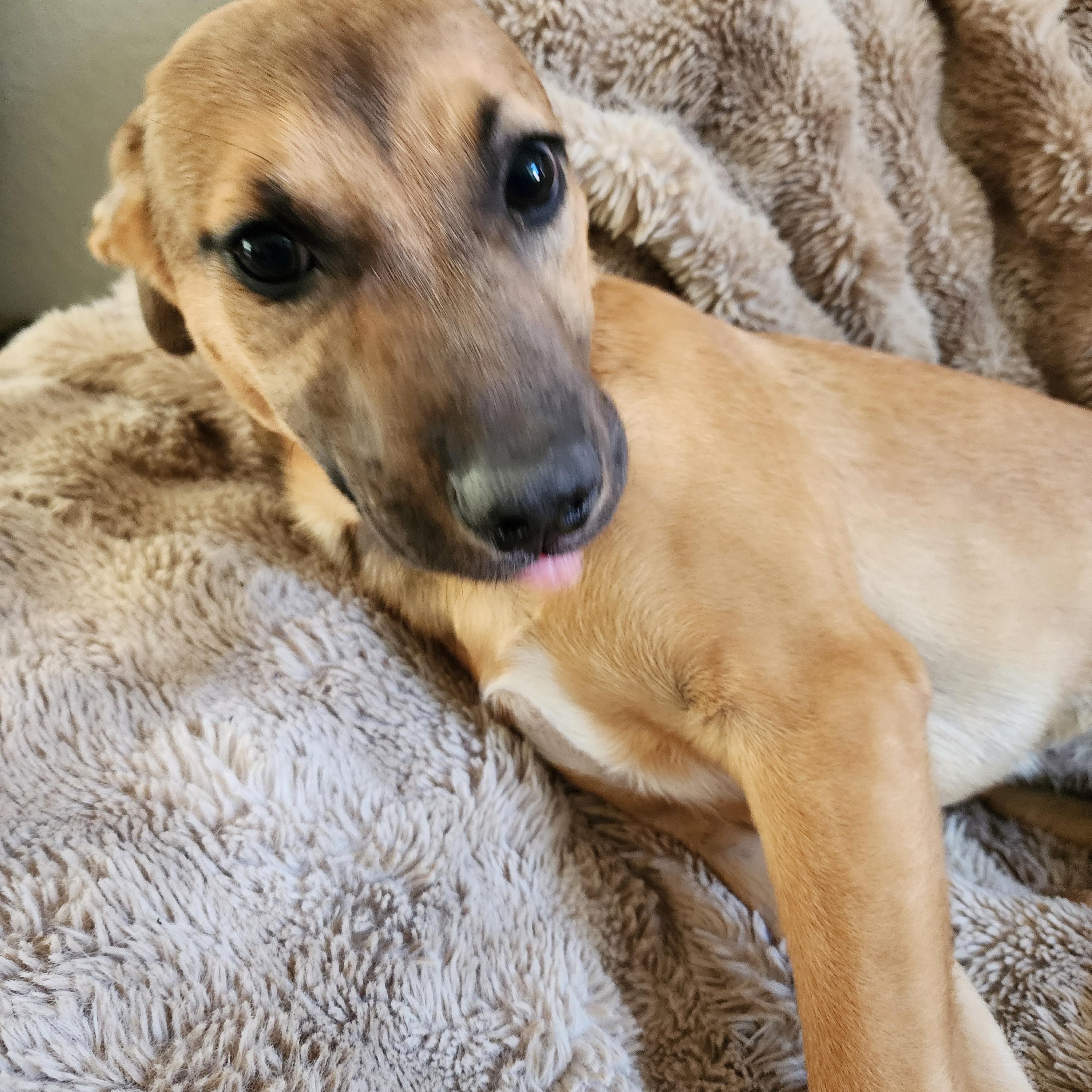 Stella, a ADOPTABLE mixed breed in Lafayette, CA image 2/4