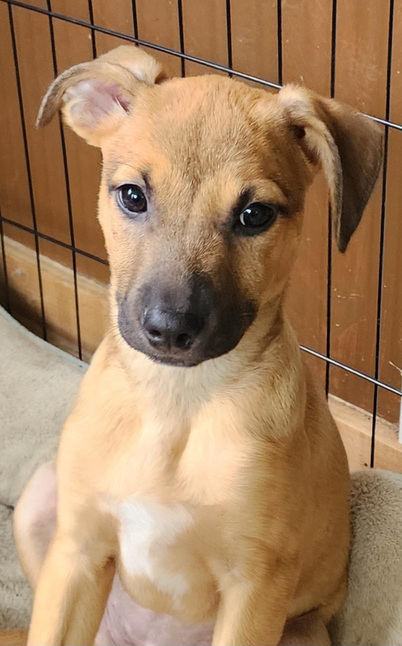 Stella, a ADOPTABLE mixed breed in Lafayette, CA image 1/2