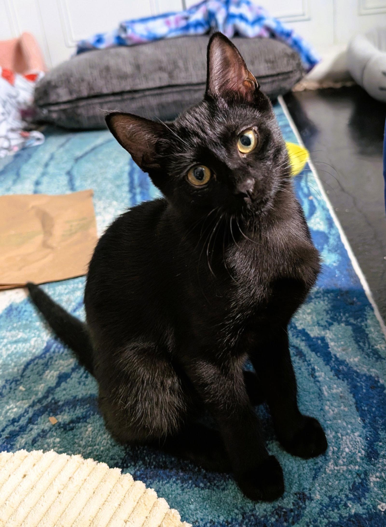 Shadowcat, Adoptable, Kitten Female Domestic Short Hair.