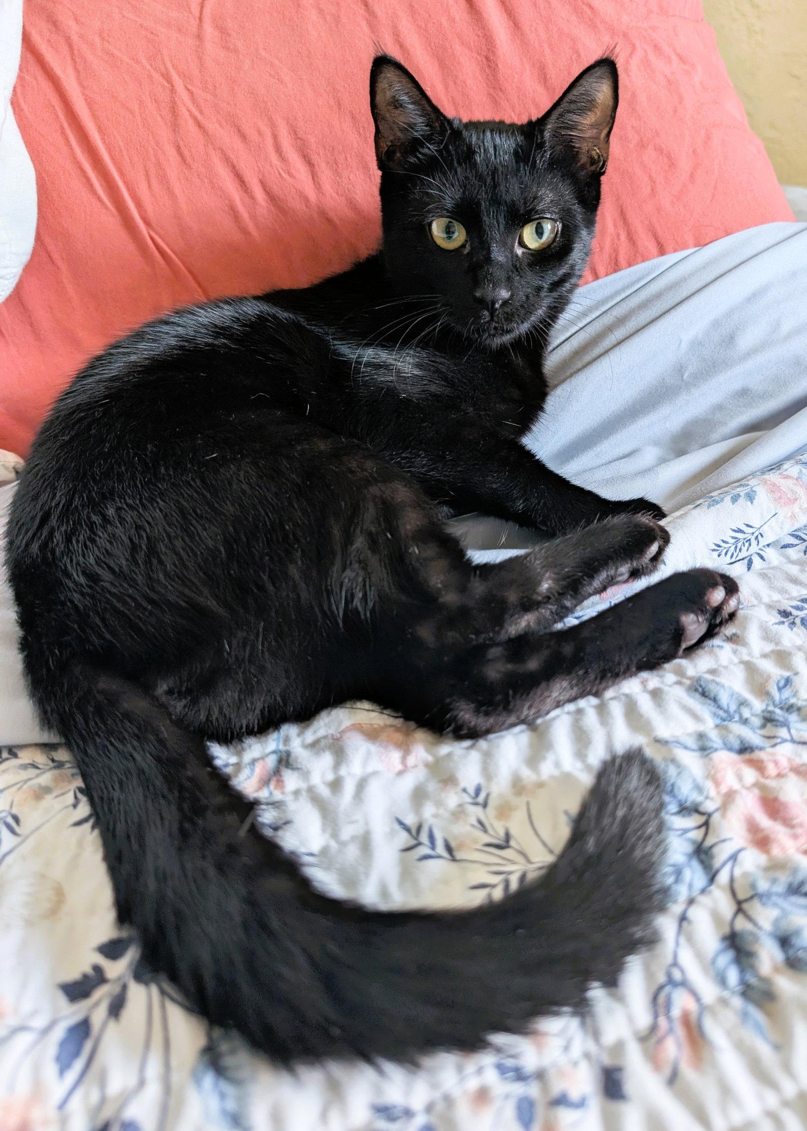Shadowcat, a Adoptable Domestic Short Hair in Lighthouse Point, FL image 2/2
