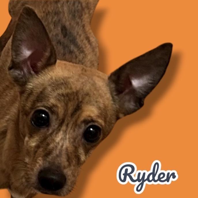Enlarge Ryder, a Adoptable mixed breed in Scottsdale, AZ image 1/1