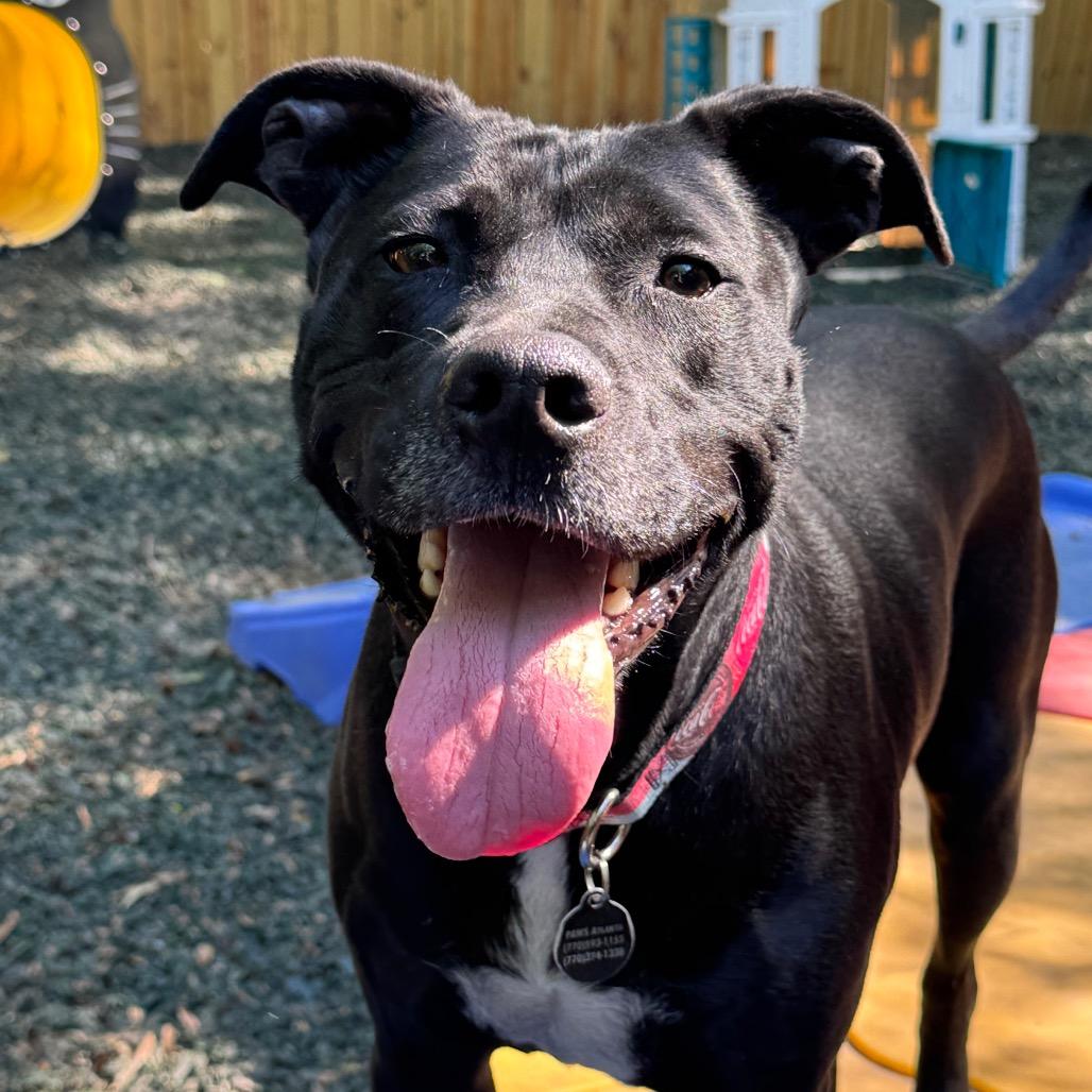Blackberry, Adoptable, Adult Male Mixed Breed.