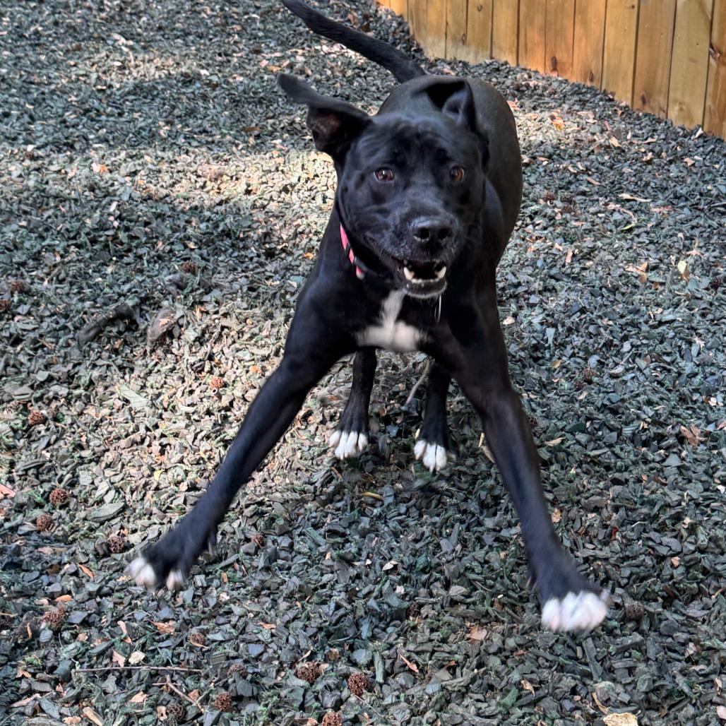 Enlarge Blackberry, a Adoptable Mixed Breed in Decatur, GA image 2/6
