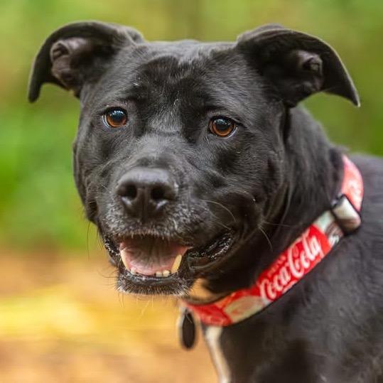 Enlarge Blackberry, a Adoptable Mixed Breed in Decatur, GA image 3/6