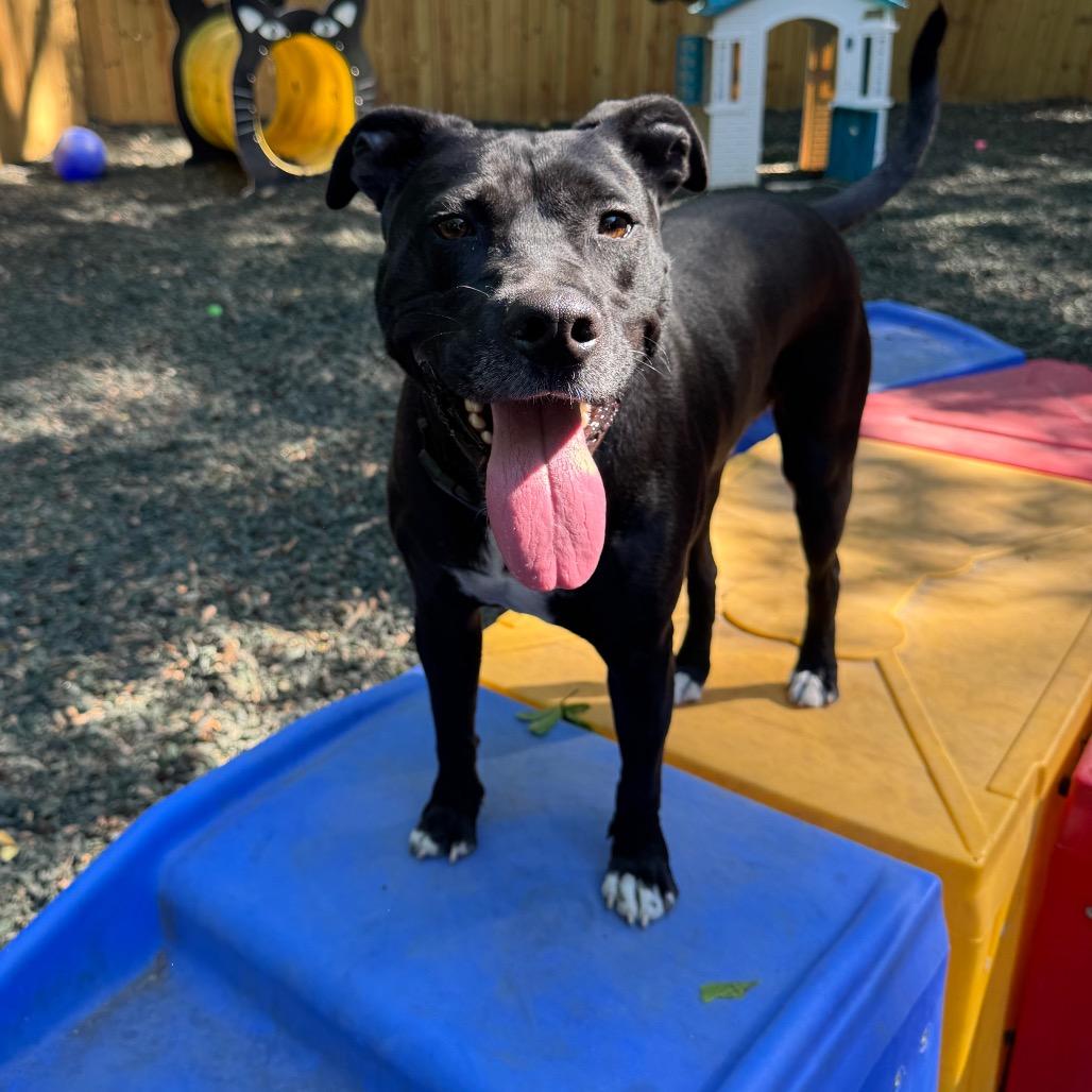 Enlarge Blackberry, a Adoptable Mixed Breed in Decatur, GA image 4/6