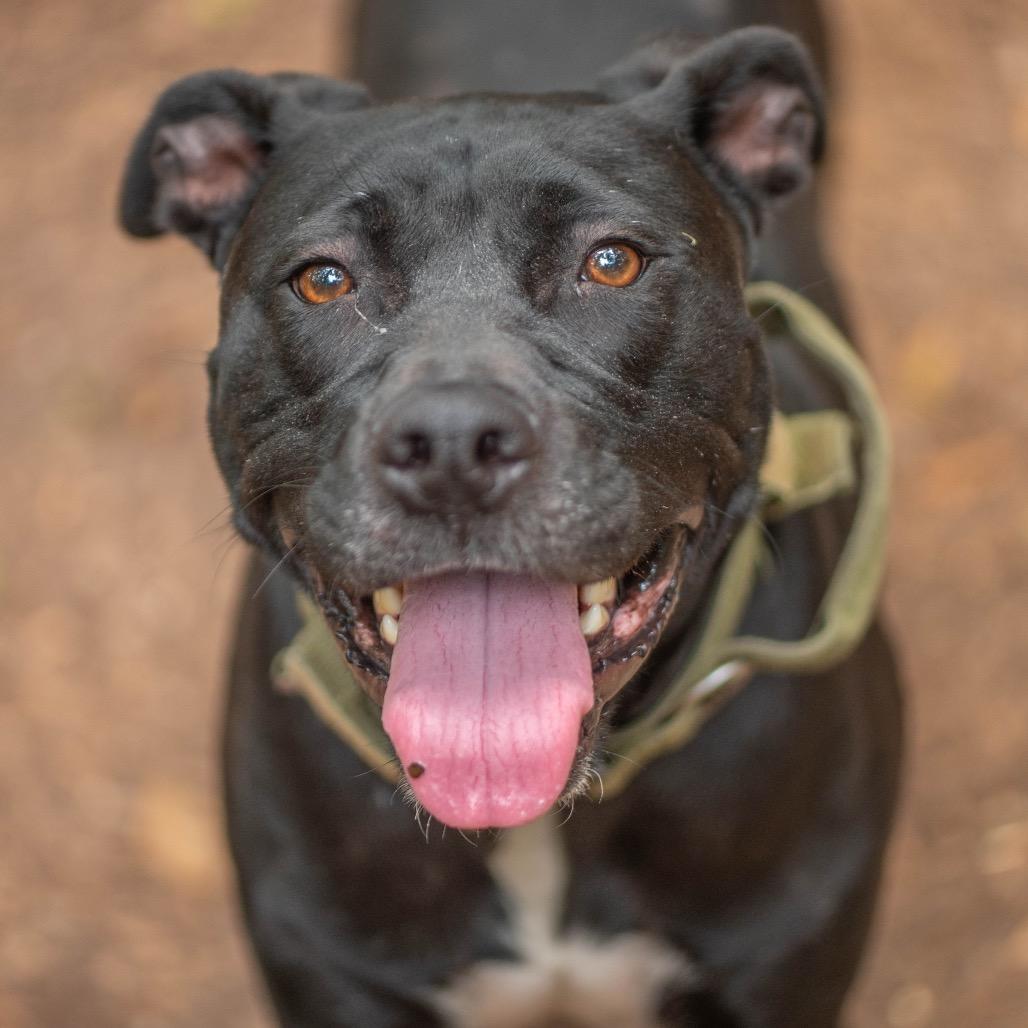 Enlarge Blackberry, a Adoptable Mixed Breed in Decatur, GA image 5/6