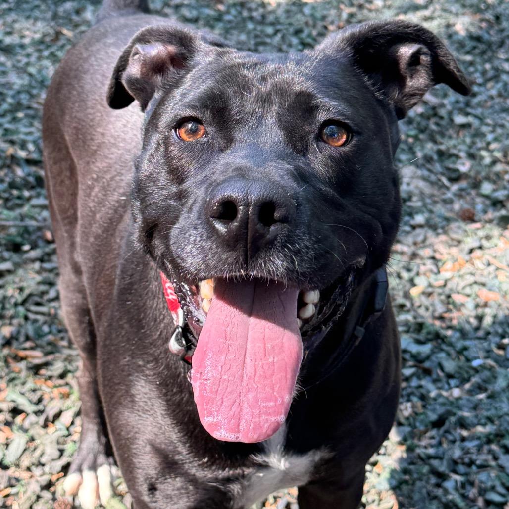 Enlarge Blackberry, a Adoptable Mixed Breed in Decatur, GA image 6/6