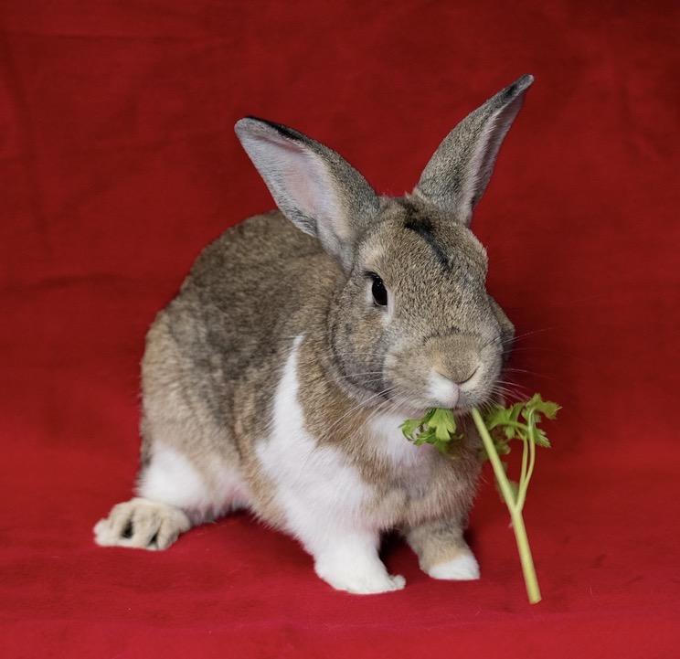 Whisk, ADOPTABLE, Young Male Dutch.