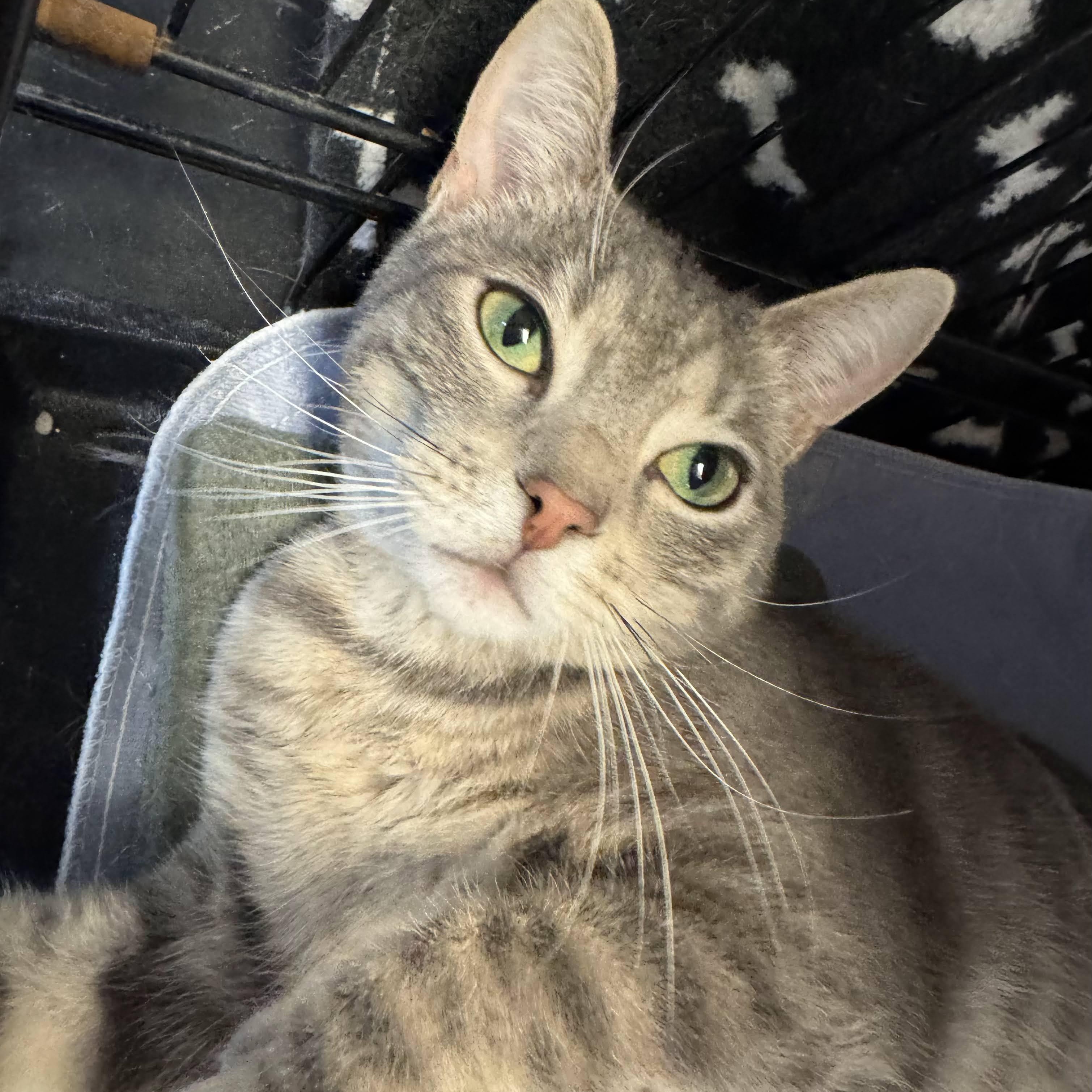 Stephen, adoptable, Adult Male Domestic Short Hair & Tabby.
