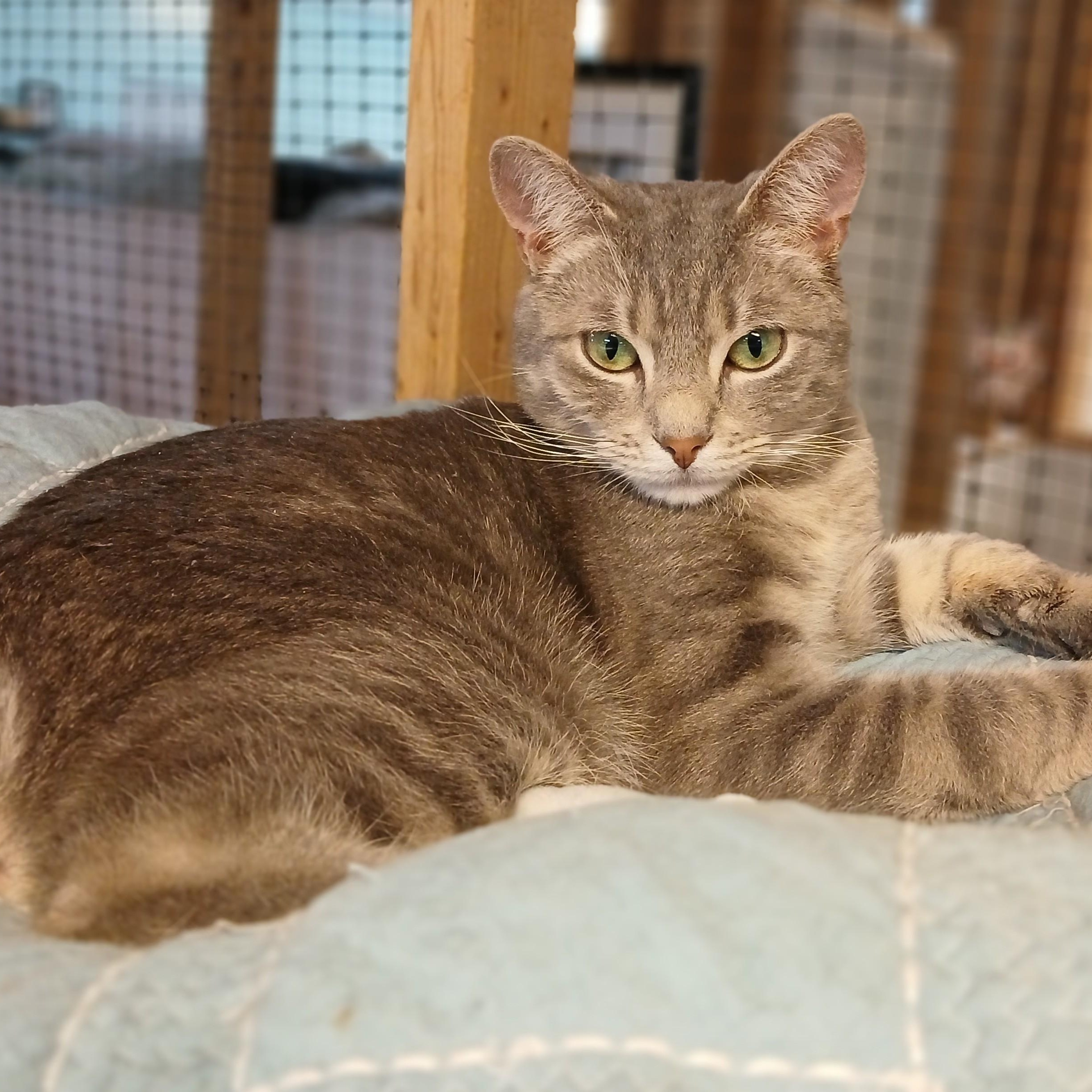 Stephen, an adoptable mixed breed in Germansville, PA image 3/4