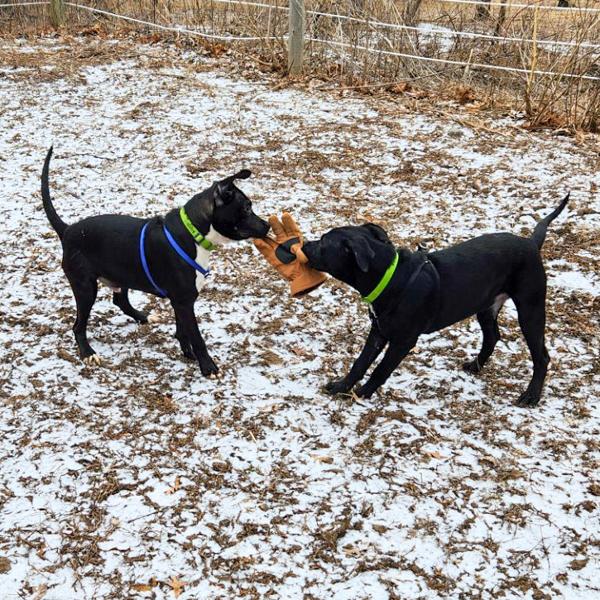 Enlarge Tillman, a Adoptable mixed breed in Des Moines, IA image 1/1